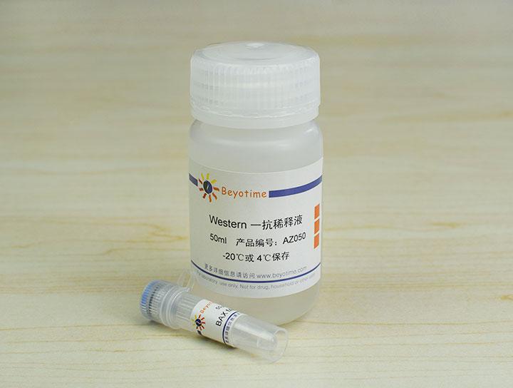 BAX Mouse Monoclonal Antibody